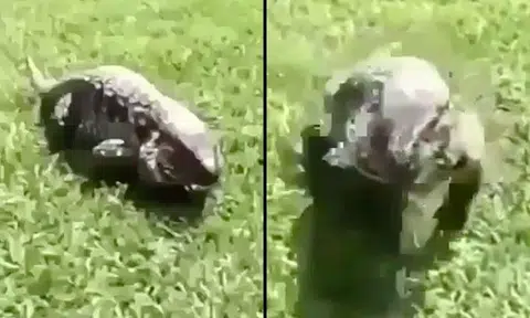 Try to watch this video of a monitor lizard without flinching, we dare you