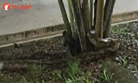 Python makes wild appearance in Yishun at 2am