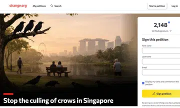 Petition calls for end to crow shooting in S’pore, urges ‘humane alternatives’: ‘Give crows a voice’