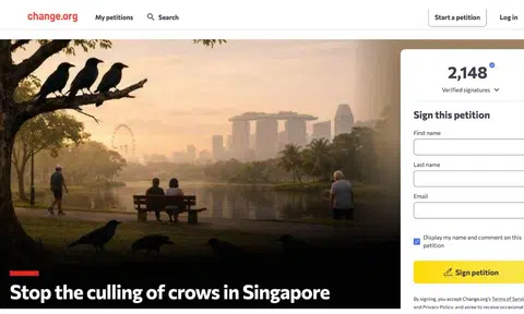 Petition calls for end to crow shooting in S’pore, urges ‘humane alternatives’: ‘Give crows a voice’