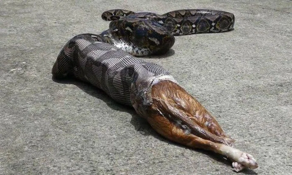 Caught on video: 5m-long python swallows then coughs out chubby cat