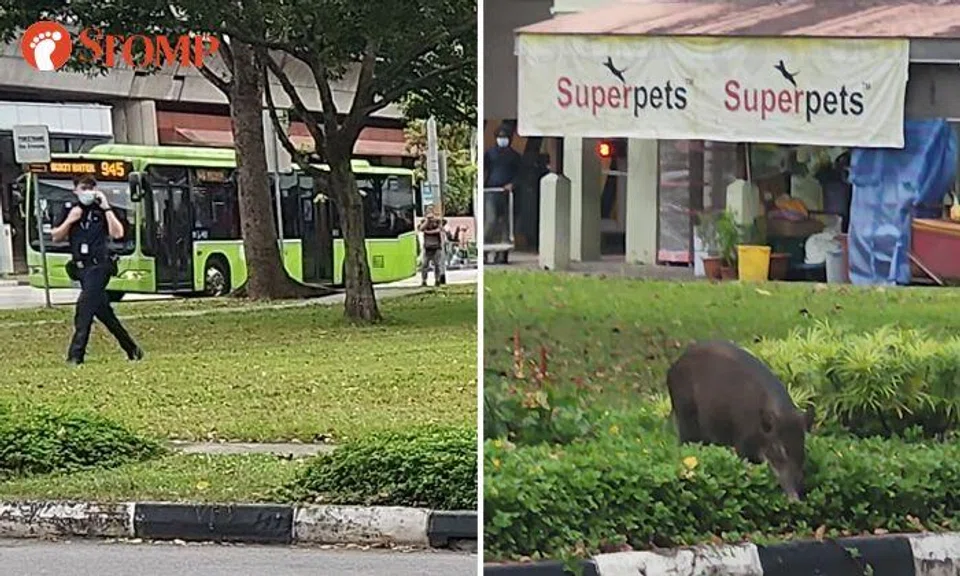 Wild boar appears outside Superpets store in Bukit Batok to show who's the superior animal