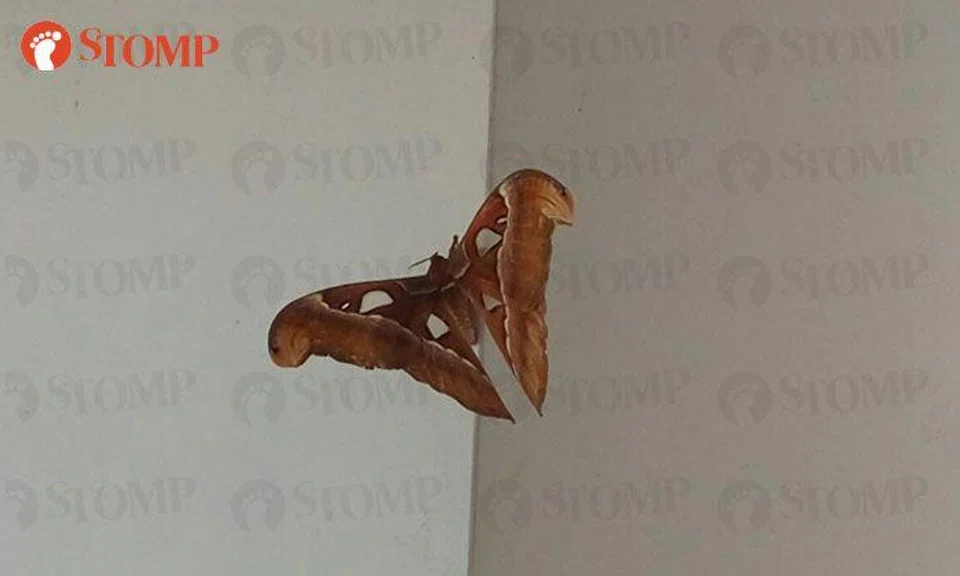 Is it the return of the giant moths?
