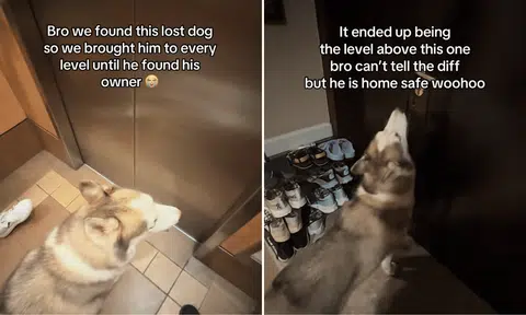 lost dog