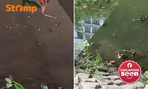 Punggol Waterway, stingrays, wildlife sighting