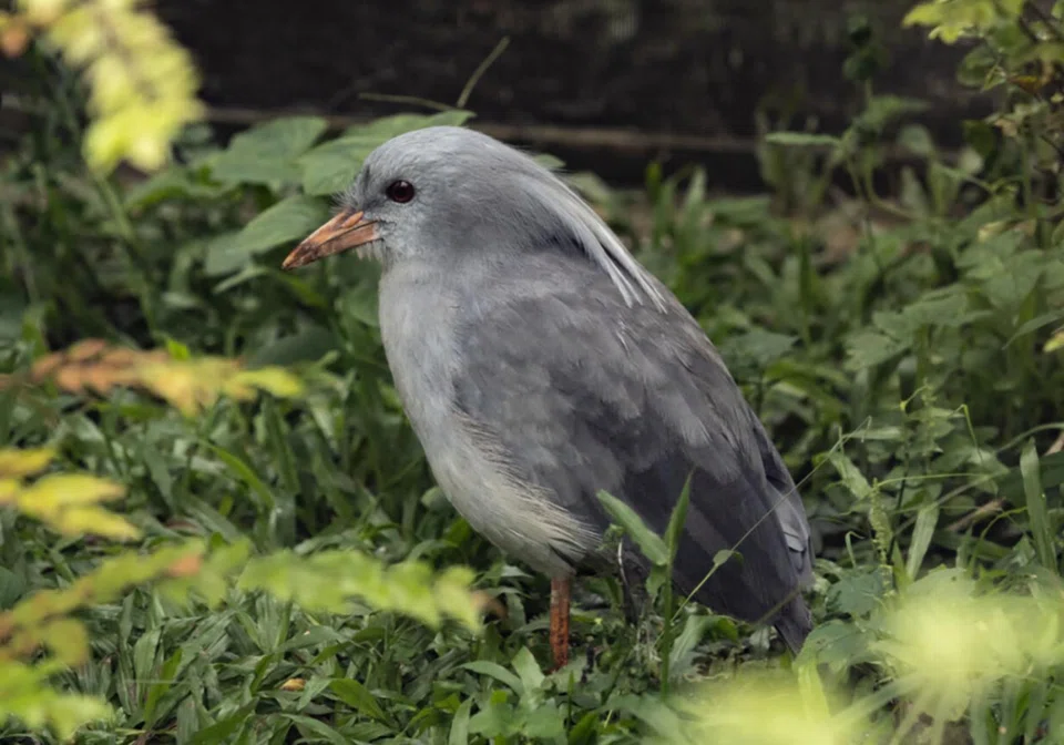 The chick's parents arrived at Bird Paradise from Yokohama Zoo in November 2023. 