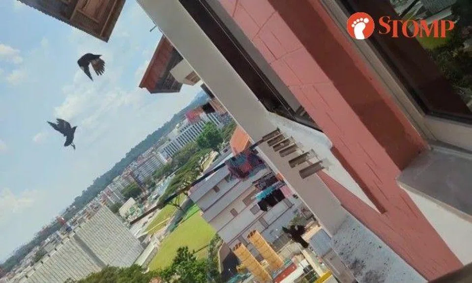 Stomper Shannon shared a video of birds flying outside the window at Block 270 Bishan Street 24.