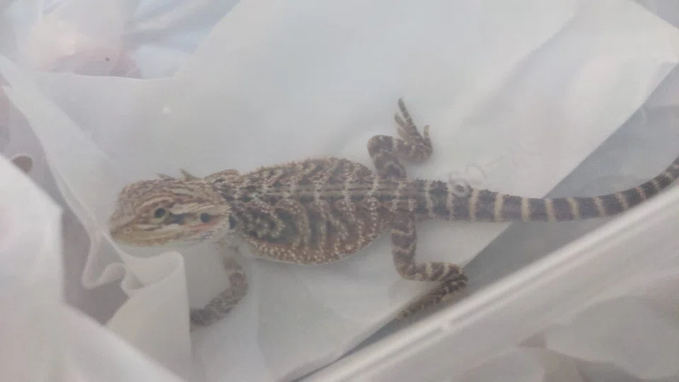 Bearded dragons, which originate from warm, arid areas in Australia, are banned as pets in Singapore.