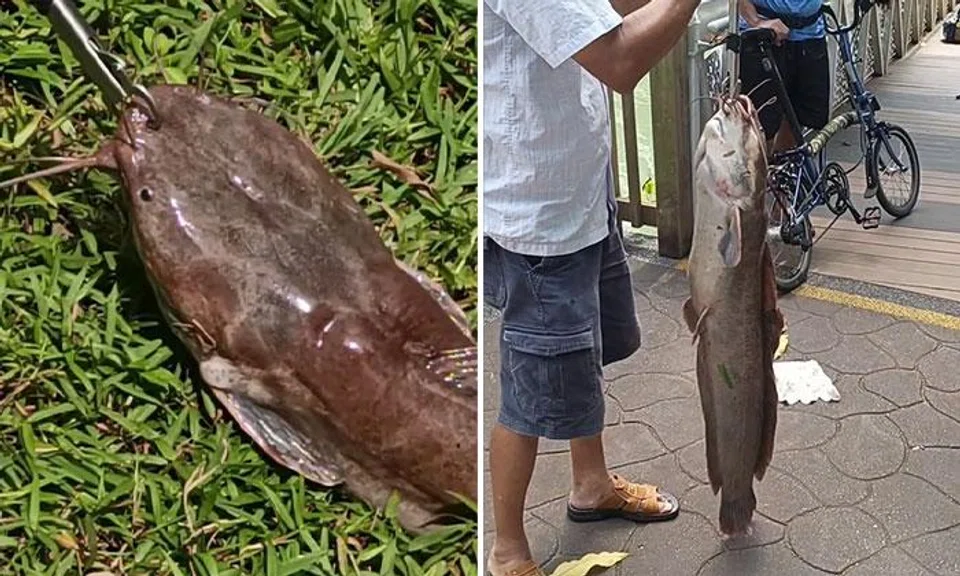 catfish singapore