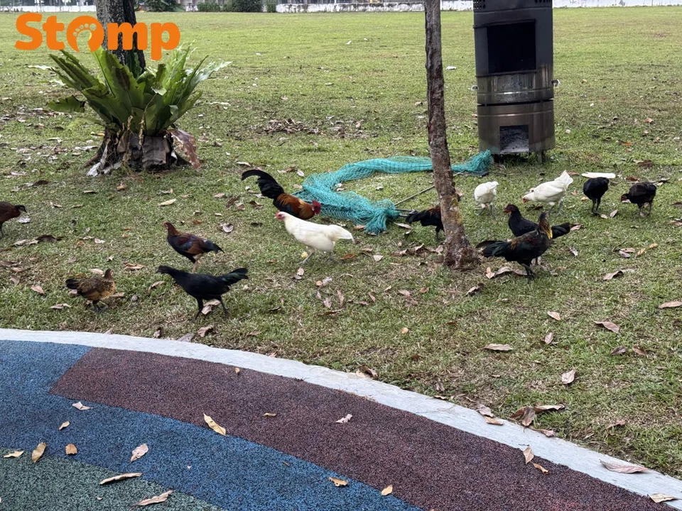 free-ranging chickens punggol