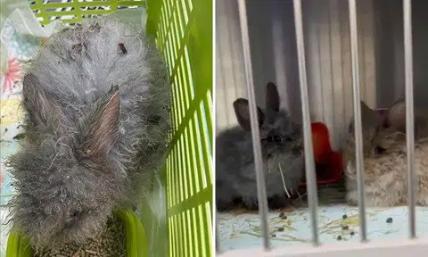Rise in abandoned bunnies expected in Year of the Rabbit: SPCA reminds public to be responsible in adopting and buying pets