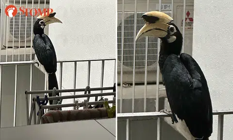 Hornbill silently inspects surroundings on East Coast kitchen balcony, leaving Stomper in awe