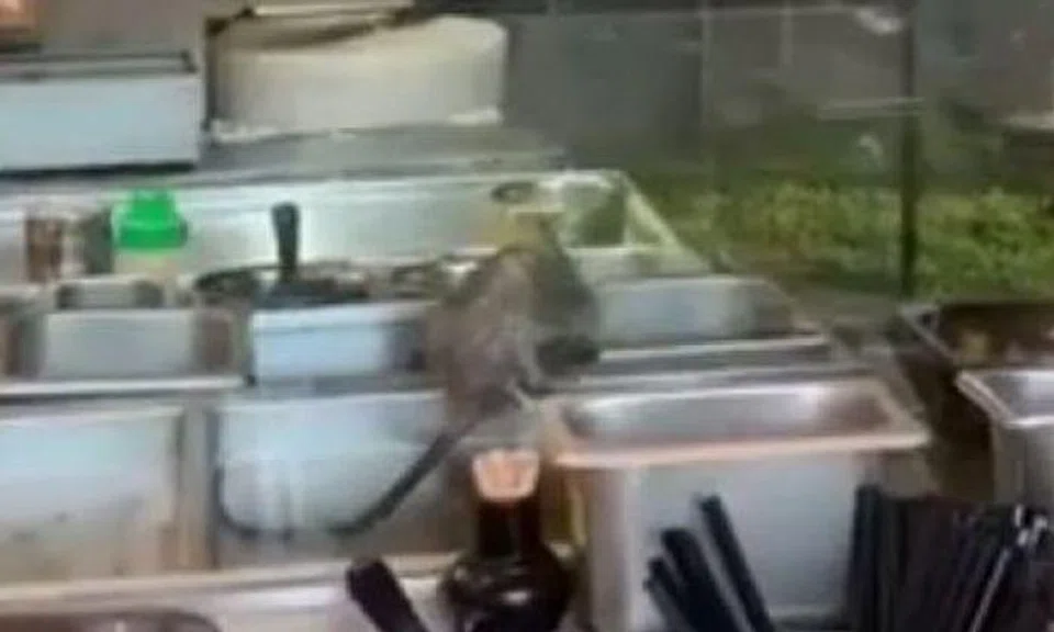 NEA investigating after rat seen scurrying around food trays in Toa Payoh restaurant