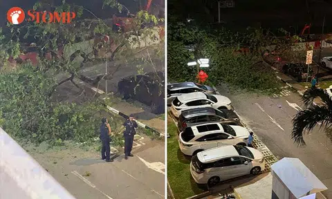 Tree falls at Crawford Lane carpark, police spotted at scene