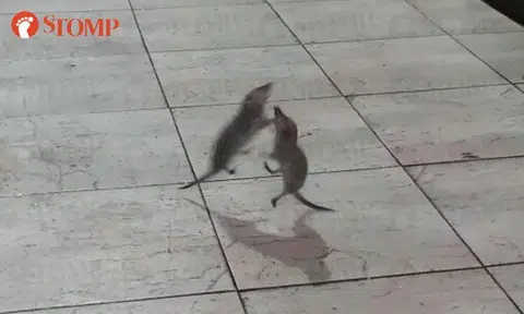 There's no taming these 2 shrews fighting at Toa Payoh market
