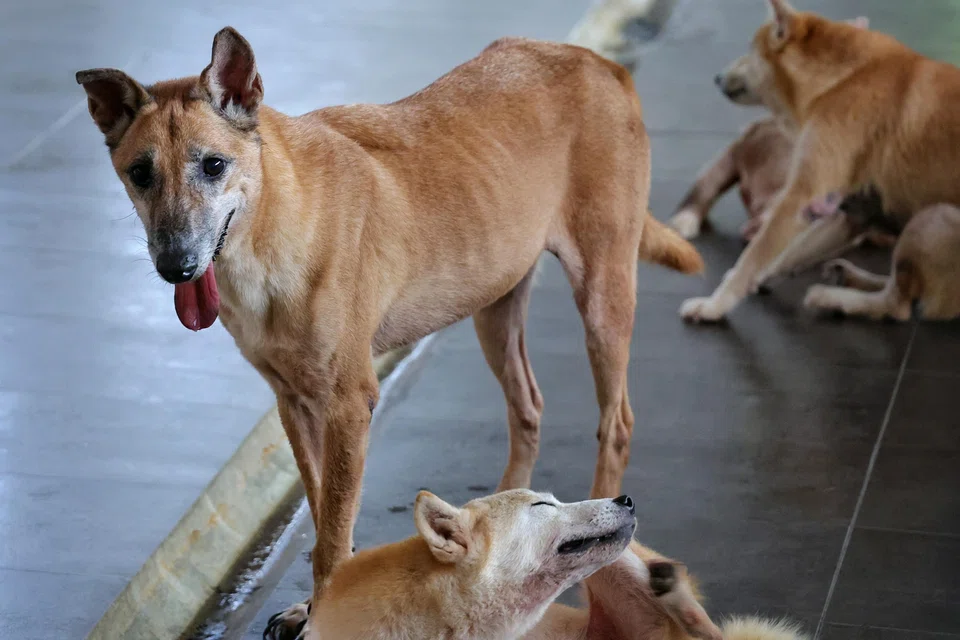 Nara, a rescued mongrel without a lower jaw, at Voices For Animals. The Singapore Special was hit by a car.
