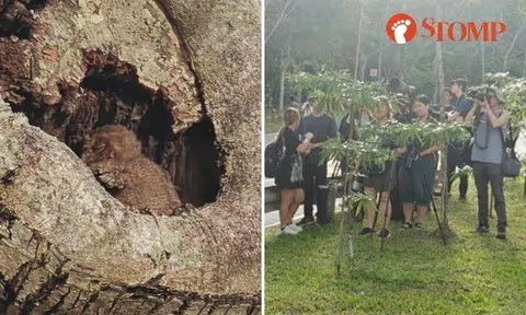 Stomper Jimmy shared a video of one of the baby birds as well as the gathered humans.