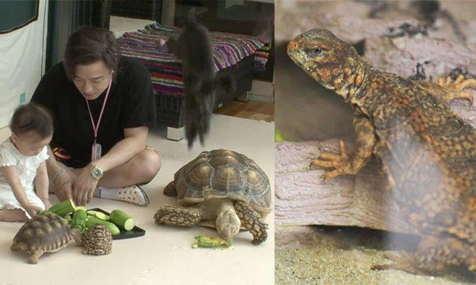 Korea's fastest rapper has a safari in his house and a tortoise bigger ...