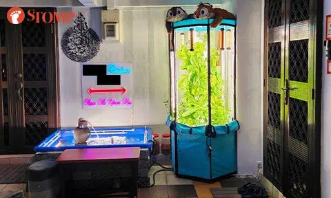Boon Lay resident wows with fish pond and hydroponic garden, shares veggies with neighbours
