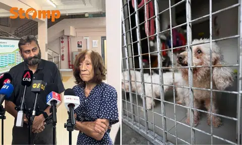 'Unfairly blamed': Animal Lovers League co-founder denies neglect, cites funding issues