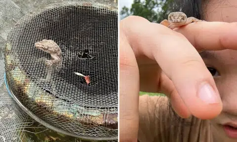 Man proud of daughter for rescuing little lizard trapped in wire mesh at Kranji War Memorial