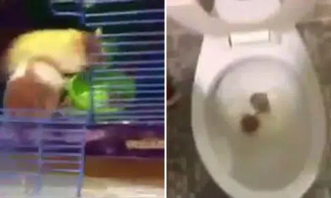 Screengrab of video on Twitter/ Alfi