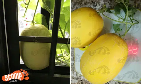 Oh, honey, who said you can't grow your own crops because you stay in a HDB flat?
