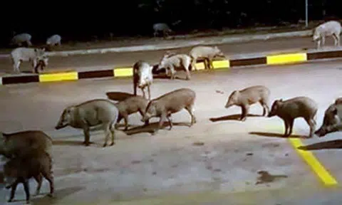 Like a boars: Wild herd goes for supper at Tuas Interchange coffeeshop