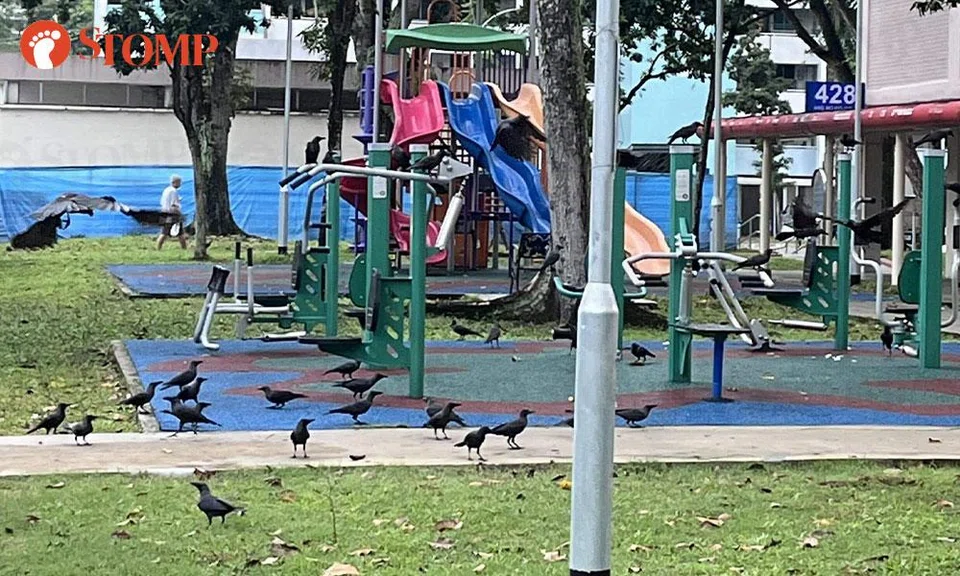 crows in ang mo kio