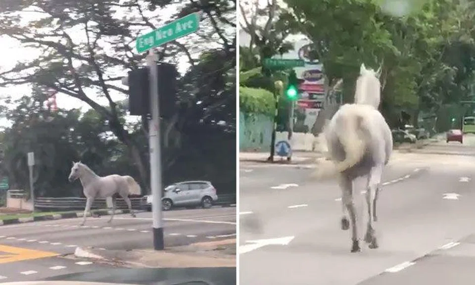 Horse on the loose at Eng Neo Avenue was just trying to find its way home, says owner