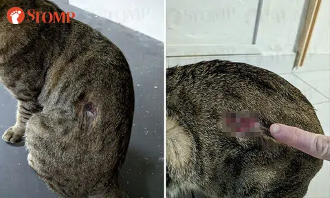 Community cat found with bloody wound: SPCA says it appears to be bite injury from another animal