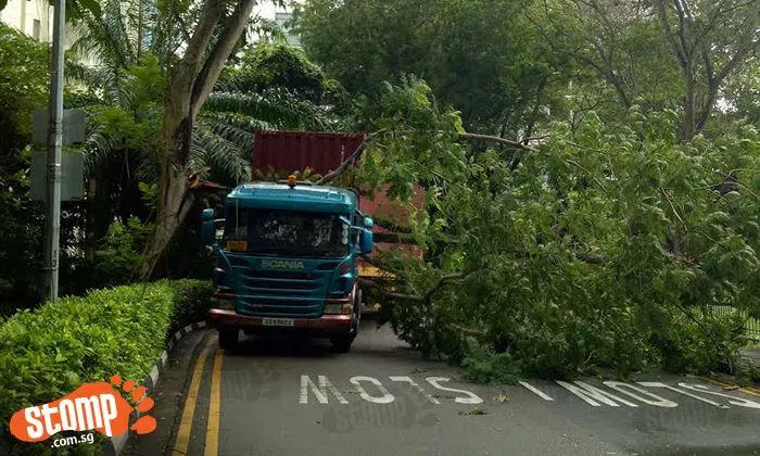 Close shave after huge tree branch lands between truck's cabin and ...