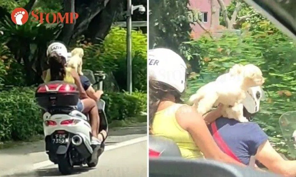 Dog standing on motorcyclist's shoulders along ECP is inappropriate and dangerous: SPCA