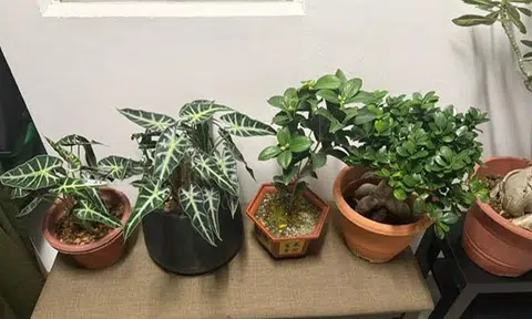 Man arrested for stealing 18 potted plants, racks and flowerpots from Yishun block