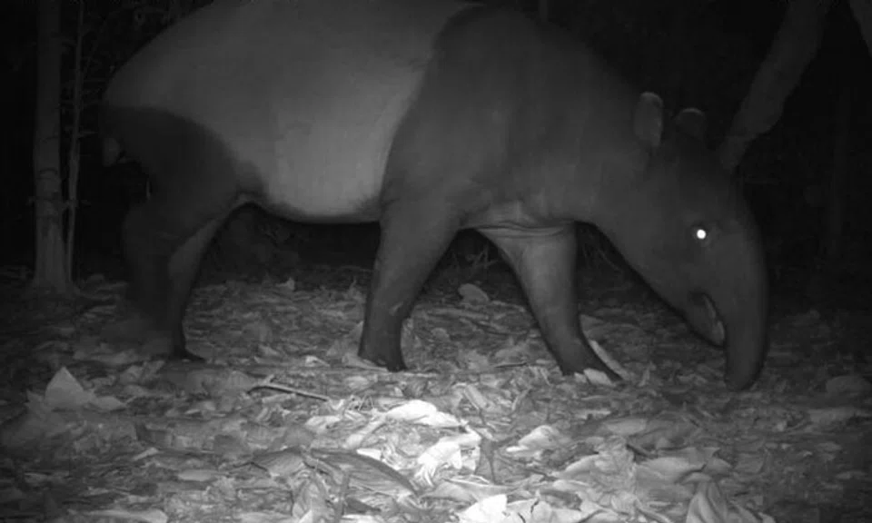 The tapir was last recorded on Aug 12 moving through forest after midnight in the west of Pulau Ubin. PHOTO: MARCUS CHUA