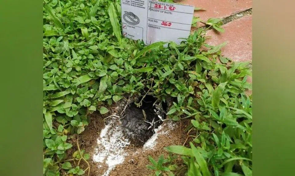 The Marine Parade Town Council said it conducts routine operations to manage the rodent population.