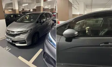 Bystander waits with dog locked up in S'pore-registered car for more than 20 minutes