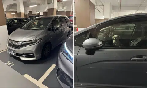 Bystander waits with dog locked up in S'pore-registered car for more than 20 minutes
