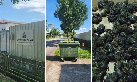 Over 100 quail chicks found in rubbish bin outside quail farm, none survive rescue efforts