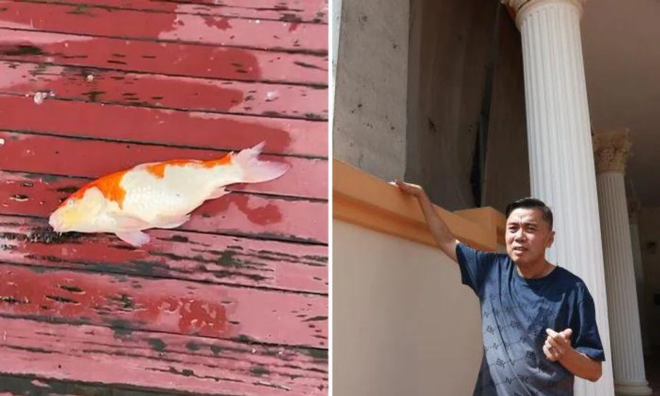 Philanthropist says Eunos neighbour's renovation debris killed his $5,000 kois