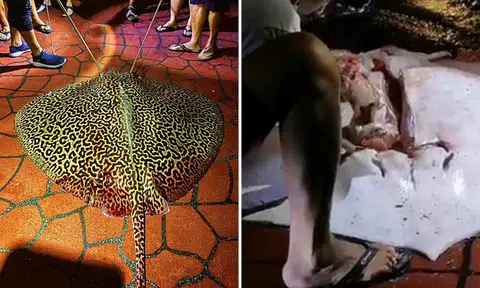 80kg stingray caught and "cut up" at Bedok Jetty: Netizens, Acres slam killing of vulnerable species