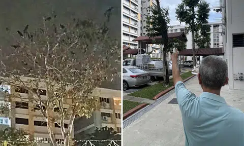 Bishan resident says over 200 crows sound like 'gang clash' at 1.30am, another dodges attack