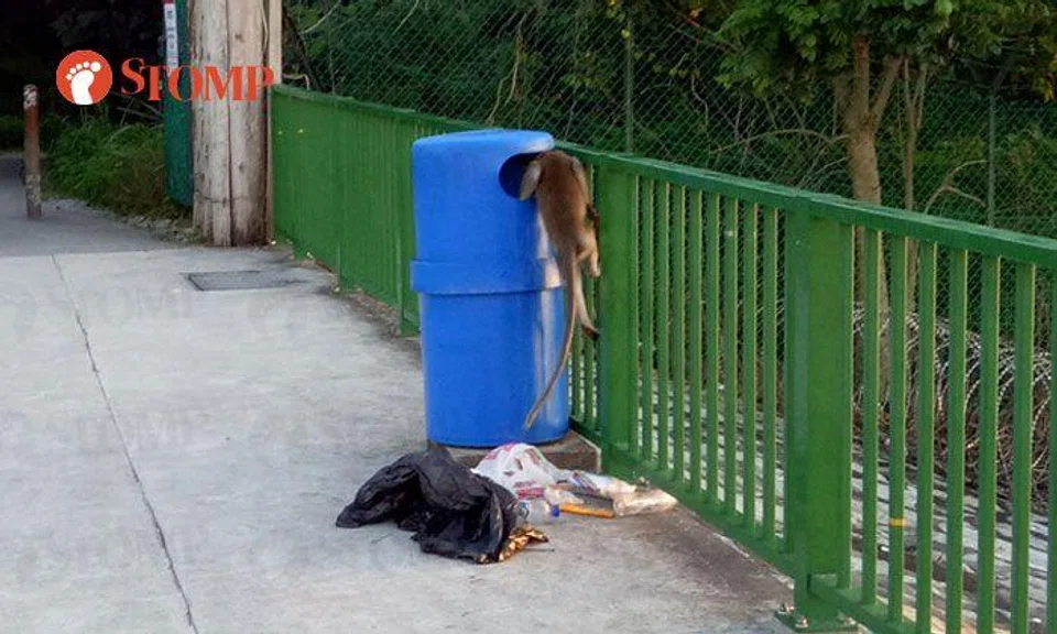 Monkey helps itself to 'breakfast buffet' at Coney Island trash bin