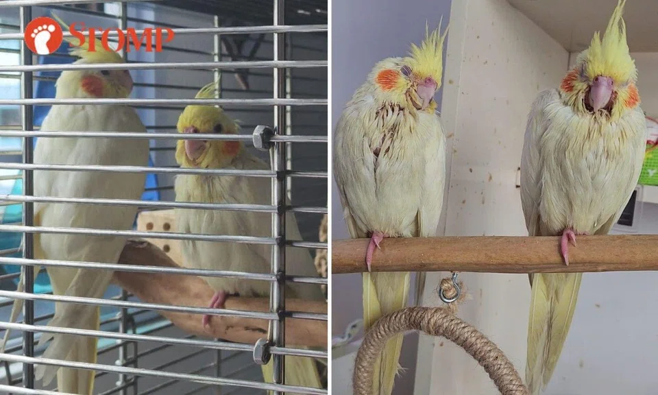 "It also has a cockatiel friend who has been calling and calling since it was gone."