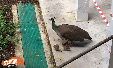 Peacock parents bring their children for a day out at Sentosa