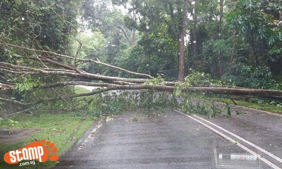 Towering tree topples on Old Upper Thomson Rd, forces driver to make detour