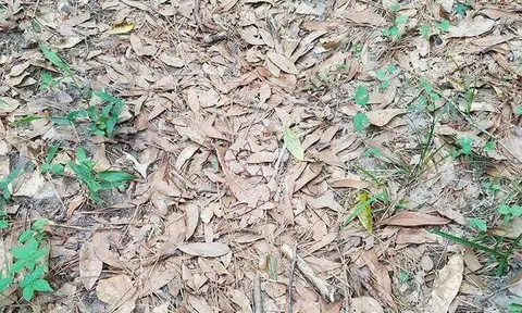 You'll go crazy trying to spot the camouflaged snake in this photo