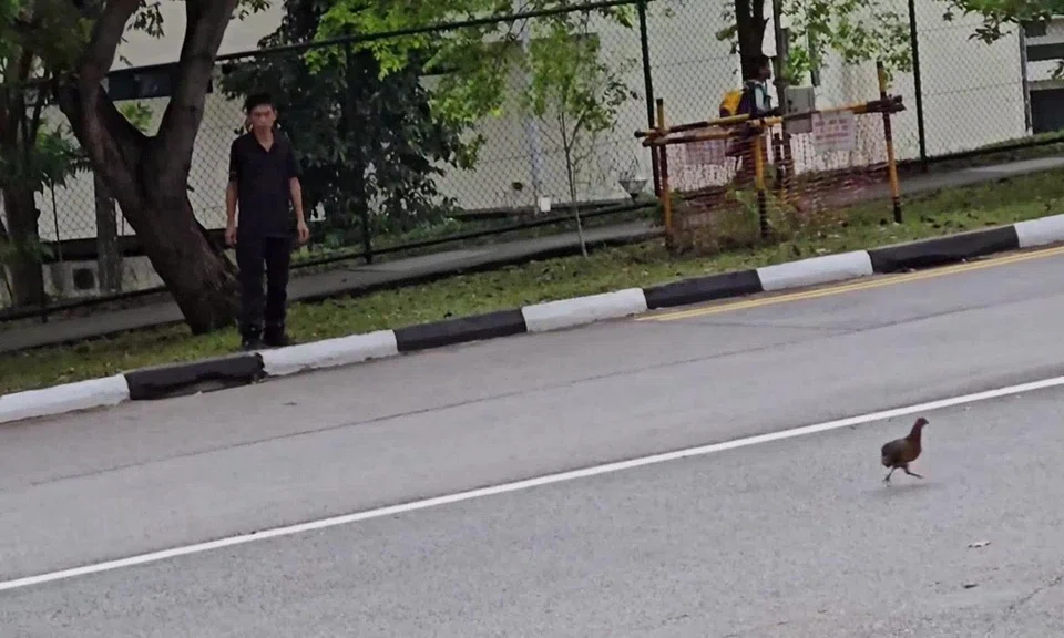 nparks trapping distressed chickens dover