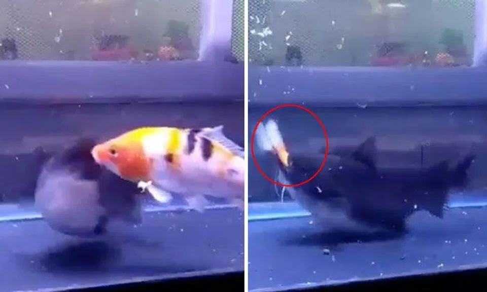 Watch how gulper catfish swallows another fish of the same size