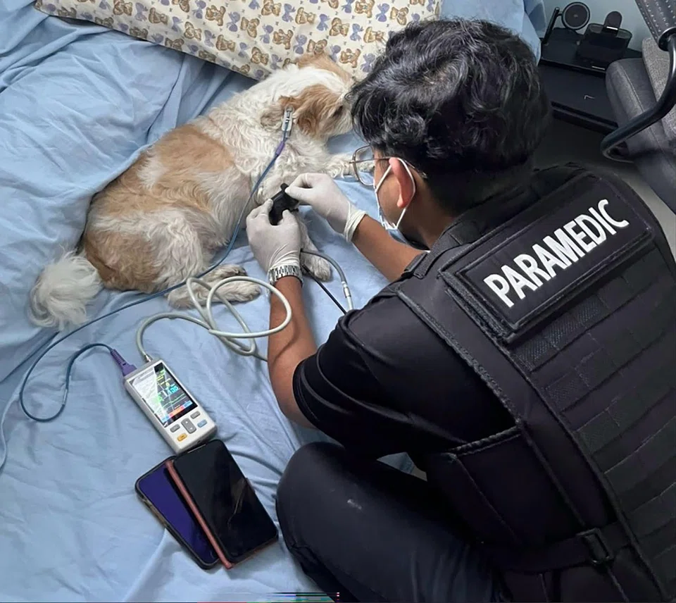 Captain Benjamin Burke, who oversees the operation of Royal Animal Rescue, takes the vitals of a shih tzu. 